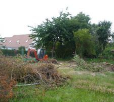 Arrachage des arbres