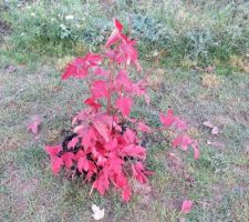 Viburnum Opulus Roseum