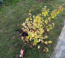 Cornus Sanguinea Midwinterfire