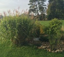 Un parterre de graminée