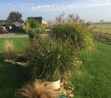 Un parterre de graminée