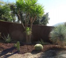 Cactus et palmiers.