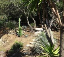 Cactus et palmiers.