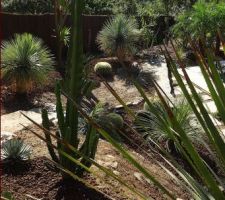 Cactus et palmiers.