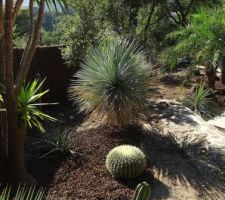 Cactus et palmiers.