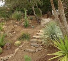 Cactus et palmiers.