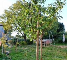 Un nouvel abricotier dans le jardin - merci à Reno30 ;-)