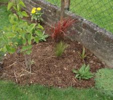 Compost toilettes sèches après un peu plus d'un an d'évolution, utilisation en paillage