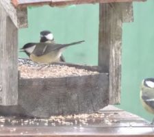 Les oiseaux commencent, tout juste, à apprécier leur nouveau garde manger !