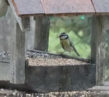 Les oiseaux commencent, tout juste, à apprécier leur nouveau garde manger !