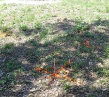 Implantation de la maison