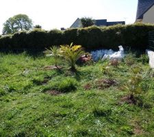 Nos plants que l'on a plant&eacute; pour tenter de les conserver