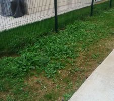Jardin en mauvais état