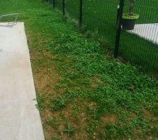 Jardin en mauvais état