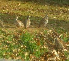 Mes voleurs de graines