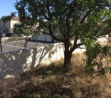 Vue du terrain avec ce belamandier que nous aimerions conserver.