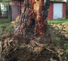 La fameuse souche de pin!