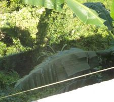 Une vue possible de la terrasse: de la végétation sauvage aux alentours. Terre nourricière: manioc, banane, giraumon, plantes médicinales poussent sans intervention humaine. C'est un pur bonheur!