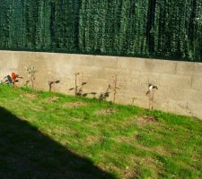 Framboises !