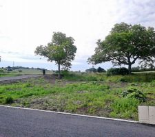 Enfin propri&eacute;taires de notre terrain et d'un noyer !