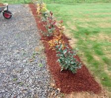 Plantation des arbustes à feuilles caduques