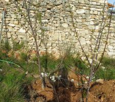 Les cerisiers en fleur!