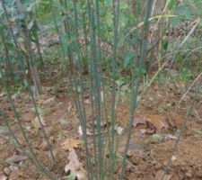 Renouée à balais ou polygonum scoparium