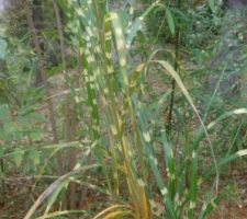 Miscanthus giraffe