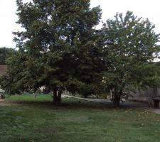 Endroit ou sera la maison (les 2 arbres seront abattu)