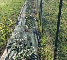 Eleagnus et Photinias plantés a la moitié, plus que 14 pieds à faire ^^