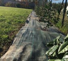 Eleagnus et Photinias plantés a la moitié, plus que 14 pieds à faire ^^