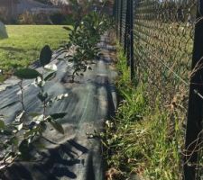 Eleagnus et Photinias plantés a la moitié, plus que 14 pieds à faire ^^