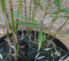 Bambous Fargesia Robusta Campbell
non-traçants car le long du muret