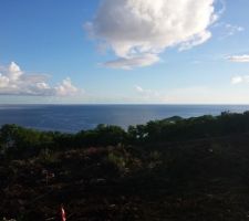 Vue du terrain... les arbres du dessous seront supprimés