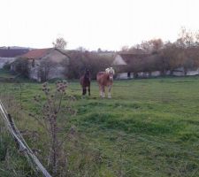 Les chevaux de la prairie