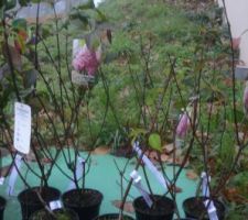 Hortensias panicula " vanille fraise " et " kyushu "