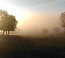 Photo à 7h30 de notre jardin ... que dire ...