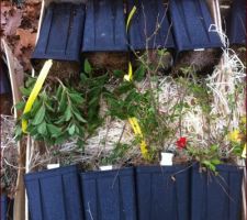 Commande Filippi : les plantes sont dans des pots anti-chignon