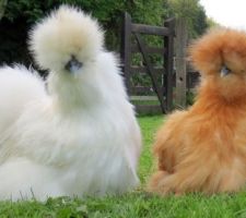 Poules soi