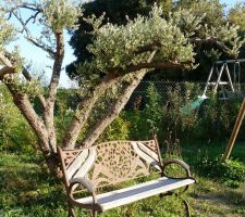 Un de nos coins préféré du jardin...du banc on a une super vue sur une  belle oliveraie - manque plus que quelques feuilles en plus pour notre olivier qui a été transplanté en août 2014 - à l'époque, il n'avait aucune feuille!