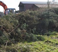 &eacute;lagage des arbres