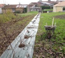 Haie champêtre en cours!