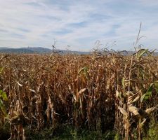 SANS BLAGUE!! Apr&egrave;s les fouilles, les paysans ont encore sem&eacute; du ma&iuml;s, et N&eacute;olia n'&eacute;tait apparemment pas au courant...