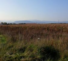 SANS BLAGUE!! Apr&egrave;s les fouilles, les paysans ont encore sem&eacute; du ma&iuml;s, et N&eacute;olia n'&eacute;tait apparemment pas au courant...