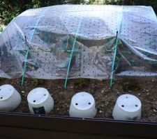 Potager 1 bâché