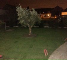 Aménagement du jardin: mise en place des rouleaux de gazon!