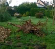 La souche a enterr&eacute;