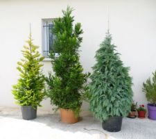 Arrivé des 3 grands arbres !