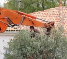 L'arrivée de l'Olivier !!! arrimage de l'arbre