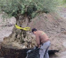 L'arrivée de l'Olivier !!!  on enlève le "grillage" avant la plantation